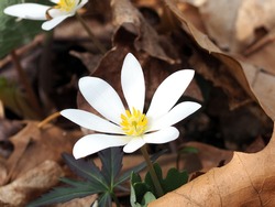 Bloodroot flower in the wild. Sanguinaria canadensis. Large white flower with eight petals. Wildflower. Taken early April in Michigan. Natural background of dead leaves.
