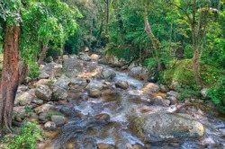 Jungle water stream