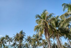 lookingup the blue sky at the coconut tree foliage 