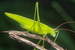 closeup shot of the green katydid