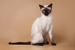Cute siamese seal-point cat sitting on brown background 