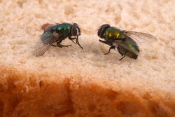Close-up of flies on sandwich bread 