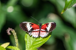 Piano Key Butterfly Heliconius melpomene and erato the red postman butterfly, common postman or simply postman, is a brightly colored crimson neotropical found throughout Mexico and Central America