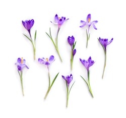 Violet crocuses on a white background. Spring flowers. Top view, flat lay