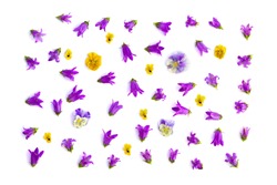 Flowers: violet campanula latifolia (giant bellflower, large campanula or wide-leaved bellflower) and blue and yellow pansies (Viola tricolor var. hortensis) on a white background. Top view, flat lay 