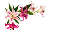 Lilies (Lily Dizzy) and pink lilies on a white background with space for text. Top view, flat lay
