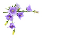 Violet-blue flowers Campanula persicifolia (peach-leaved bellflower) on a white background with space for text. Top view, flat lay