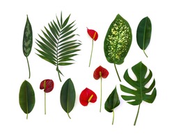 Tropical leaves (Monstera, Dieffenbachia, branch palm, Ficus benjamina) and red flowers and leaf Anthurium (tailflower, flamingo flower, laceleaf) on a white background. Top view, flat lay