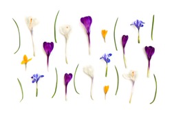 Violet, white, yellow crocuses (Crocus vernus) and blue Iris persica (Persian Iris, bulbous iris) on a white background. Top view, flat lay.