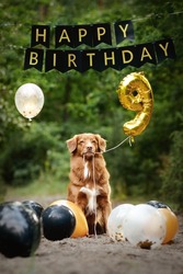 Dog holding a balloon number 9 in it's mouth, celebrating 9th birthday. Happy birthday wishes