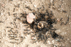 Black ants in desert near an anthill . Ant ground entrance 