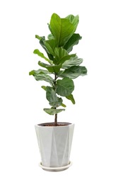 Fiddle leaf fig, Ficus lyrata, plant in circle white pot, isolated on white background.