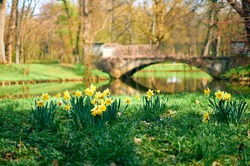 Blooming daffodils with a bridge in the background in the Royal Bath Park (Lazienki Krolewskie) in Warsaw