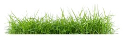 
Isolated green grass on a white background