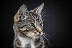 Portrait of a cute Bengal cat