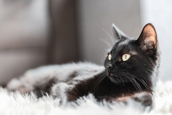 Portrait of a cute black cat on the carpet