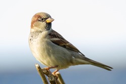 Portrait of house sparrow (passer domesticus) perched on branch