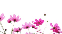 Close up pink cosmos flower in the meadow isolated on white background with copy space. Floral border and frame for springtime or summer season. Banner style.