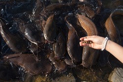 Feed the big catfish by hand. There are a lot of fish waiting for food.