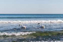 A pair of white swans swims in the sea. Two swans swinging on the sea waves near the shore. Swans feed or seek food in shallow water near an empty beach in spring. White swans on the water.