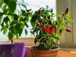 Potted hot chili pepper in a bright sunlight on the windowsill. Ripe red mini pods of capsicum annuum growing indoors. Healthy organic spicy herbs planting at home as hobby. Selective focus.