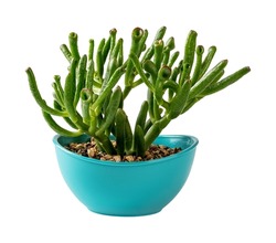 Potted crassula ovata Gollum Jade isolated on a white background. Unusual succulent with tubular leaves grows in an oval turquoise plastic flower pot. Plant for bonsai. Full DoF. Eye level angle.