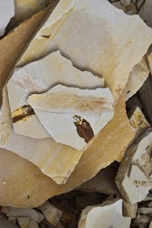 Fossilized fish preserved in white and yellow limestone rock from Fossil Butte Montana.