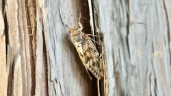 Close up of cicada on a tree