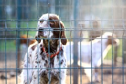 White and brown colored setter in the cage and shelter. The setter is a type of gundog used most often for hunting game such as quail, pheasant, and grouse. 