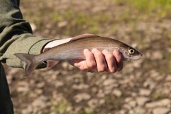 Grayling river.A fish catch in a man's hand.Grayling in the hand of a man.