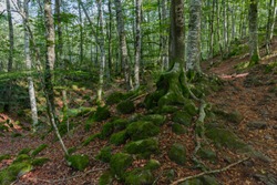 A group of stones fulfilled with moss in front of a trunk & beech forest in Spain