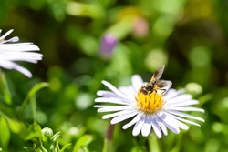 Wasp on a flower. Wasp collects nectar from an aster flower. A wasp on an aster bush close-up. Selective soft focus