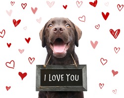 Cute romantic dog says i love you, text on sign board with red hearts valentine background animal love