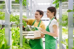 Agricultural technology. Greenhouse plant. Two woman farmer collects an order from green lettuce plants growing in hydroponic greenhouse. vertical farming.