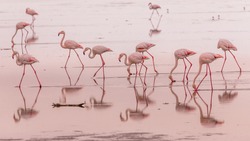 flamingos in small groups in the lagoon of Walvis Bay, Namibia