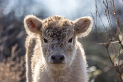 Portrait of a Highland calf running free on the Rhone River