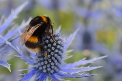 Bombus lucorum white-tailed bumble bee foraging on eryngium often referred to as Sea Holly. A magnet for bumblebees and various solitary species such as hoverflies and butterflies. It is a hardy plant