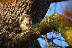 The grey squirrel makes common wildlife encounter for tourists in central London parks The species have been introduced from North America and replaced the native red rodents throughout most of the UK
