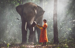 Thai monks studying in the jungle with elephants