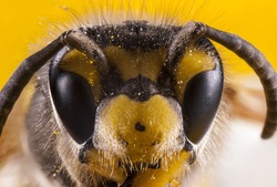 Bees close up face shot. Stack image.