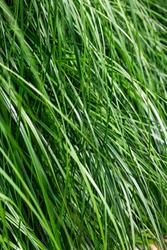 Green background. Background of green grass macro. Tall green grass.