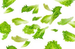 Levitation of green lettuce leaves