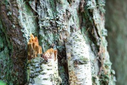 Birch bark close-up, birch trunk