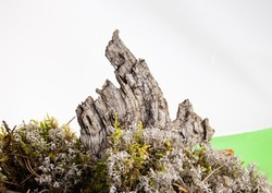 A piece of bark with moss on a white background with copy space. Old gray tree bark