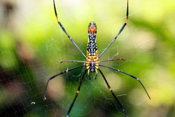 A black and yellow colour spider is photographed close up, Black Widow Spider, macro picture,Natural background, colourful big and small spiders in nature, copy space, spider and spider web