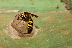 Yellow and Black Potter Wasp or mason wasp (Phimenes flavopictum) building mud nest.