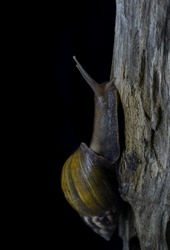Garden snail on wood isolated on black background