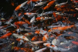 Koi swimming in a water garden,fancy carp fish,koi fishes,Koi Fish swim in pond.Isolate background is black.Fancy Carp or Koi Fish are red,orange