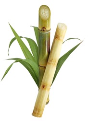 Sugar cane isolated on white background