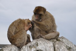 Two monkeys grooming each other. Furry Barbary macaque apes sitting on rock cliff in Gibraltar. Primate animals social grooming behavior